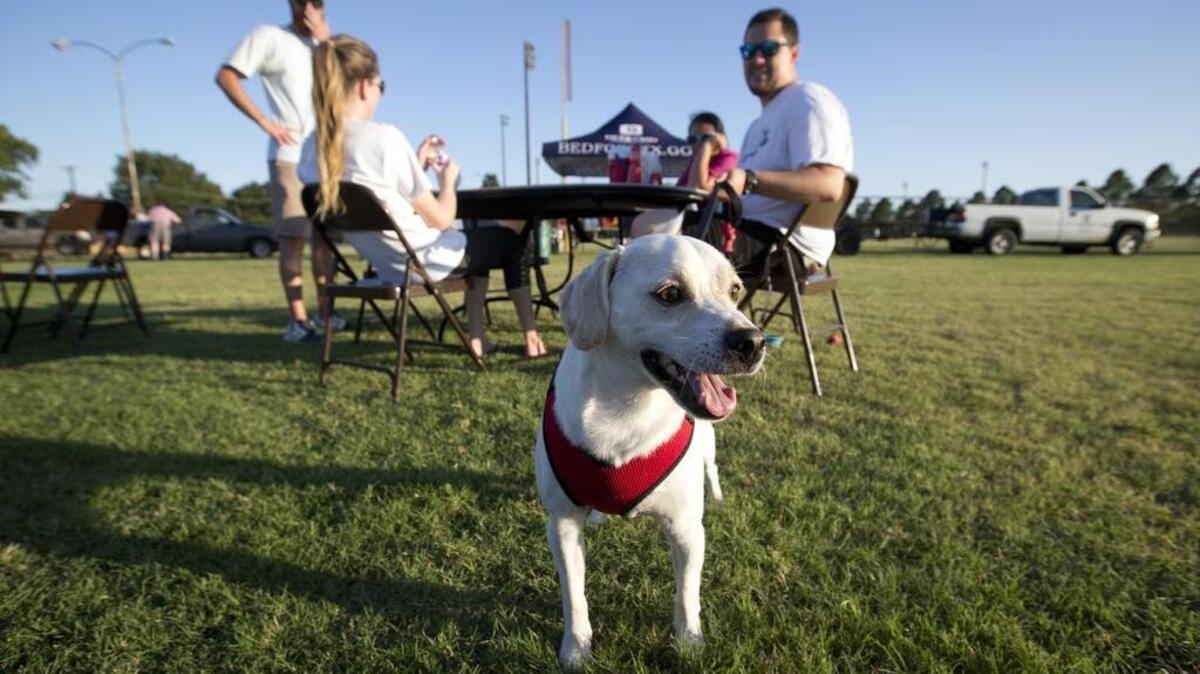 Band was happy to join a night of fun activities at Bark Park in Bedford, which drew canines and their owners who got to hang out and socialize on Aug. 4, 2016. His people are Christopher and Nina Chastain, who joined friend Katy Wainwright. Band was happy to join a night of fun activities at Bark Park in Bedford, which drew canines and their owners who got to hang out and socialize on Aug. 4, 2016. His people are Christopher and Nina Chastain, who joined friend Katy Wainwright.